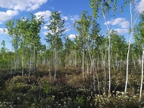 Swamp forest Ryam in siberia 