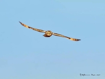 Swamp Owl in Italy