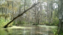 Swamps around Pearl River LouisianaMississippi USA N W 