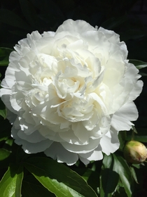 Swan white Peony growing in the front garden
