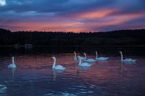 Swans at sunset 