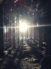 Sweden Smland summer forest x oc