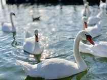 Swiss Swans Swimming in Switzerland 