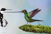 Sword-billed Hummingbird by Jan van der Greef 