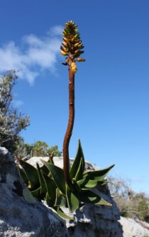 Table mountain aloe in South Africa 
