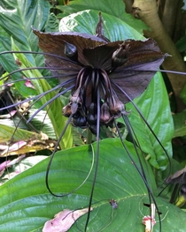 Tacca chantrieri The black bat flower from Southeast Asia