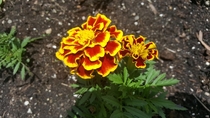 Tagetes marigold in red and yellow 