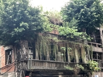 Taipei abandoned building covered by nature