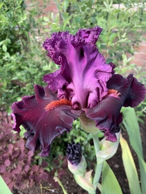Tall Bearded Iris Up in Flames