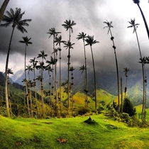 Tallest palms on the planet in the Cocora Valley Colombia 