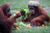 Tanga a Sumatran Orangutan Pongo Pygmaeus Abelli enjoys some fruit after receiving a Christmas hamper at the Rio de Janeiro zoo Brazil on December   