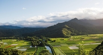 Taro Fields of Kauai Hawaii 