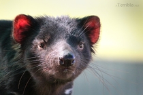 Tasmanian Devil Sarcophilus harrisii 