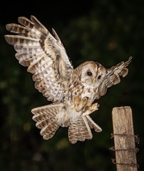 Tawny Owl  UK
