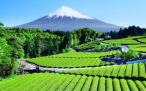 Tea Garden near Mt Fuji Japan 