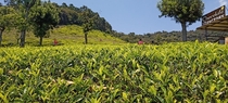 Tea plantationOotyIndia