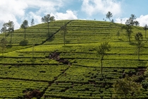 Tea Plantations at Liptons Seat Sri Lanka 