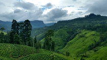 Tea Plantations Nuwara Eliya Sri Lanka 