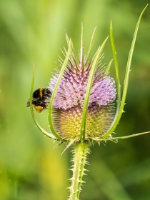 Teasel flower Dipsacus fullonum with bumblebee 