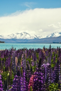 Tekapo New Zealand Beautiful lupines next to the bright blue waters of lake Tekapo 