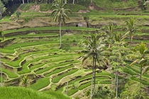 Terraced rice fields of Ubud - Ubud Bali 
