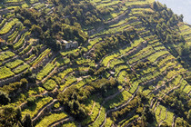 Terraced Vineyard in Cinque Terre Liguria 
