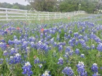 Texas Bluebells in full glory 