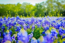 Texas Bluebonnets Lupinus texensis in Full Bloom 
