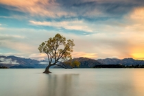 That Lake Wanaka Tree New Zealand 