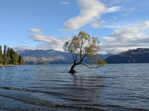 That ridiculously famous tree Wanaka NZ 