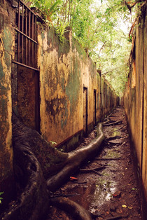 The abandoned prison complex on Isle St Joseph French Guiana the trees roots have made their escape 