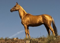 The Akhal-Teke golden horse 
