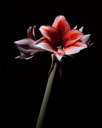 The Amaryllis has bloomed again 