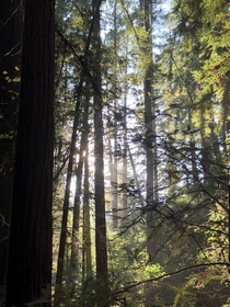 The amazing redwoods in California x 