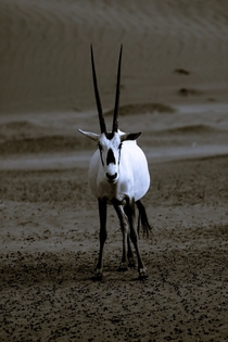The Arabian oryx Oryx leucoryx or white oryx encountered outside of Dubai  photo by John Van Den Hende