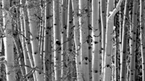 The Aspen Are Watching Telluride CO 