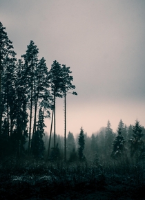 The atmosphere of this place me stop and forget about my wet shoes Lonely pines in a misty forest Belarus 