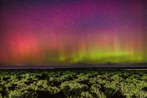 The Aurora Australis or Southern Lights as seen from Blind Bight Victoria Australia  X