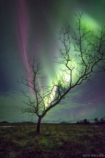 The Aurora Tree   Image Credit amp Copyright Alyn Wallace