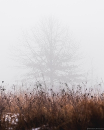 The barest outline of a tree in heavy fog - Wisconsin USA 