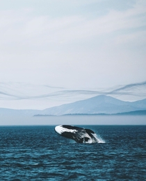 The bays of the Sea of Okhotsk are truly one of the best whale watching spots in the world Russia 