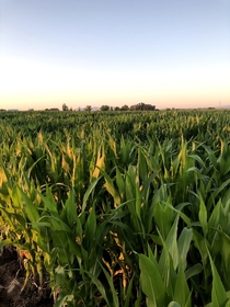 The beautiful corn fields of Idaho  x  