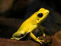 The beautiful Golden Poison Frog Phyllobates terribilis possibly the most poisonous living animal 