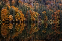 The beautiful melange of trees reflected off the surface of the Feldsee in Germany August  x OC