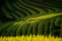 The beautiful rice terraces of Northern Vietnam  photo by Por Pathompat