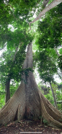 The big tree Sumama - Alter do Cho Para  Insta fabiogutierrez