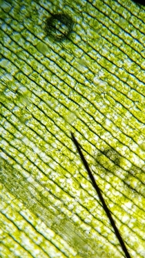 The cells of a waterweed