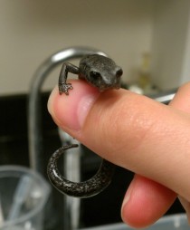 The Chunky Salamander Pseudoeurycea cephalica 