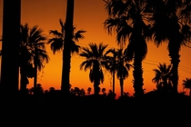 The classic palm trees amp orange sunset in action