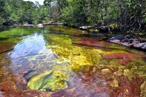 The clear waters of Cao Cristales Colombia 